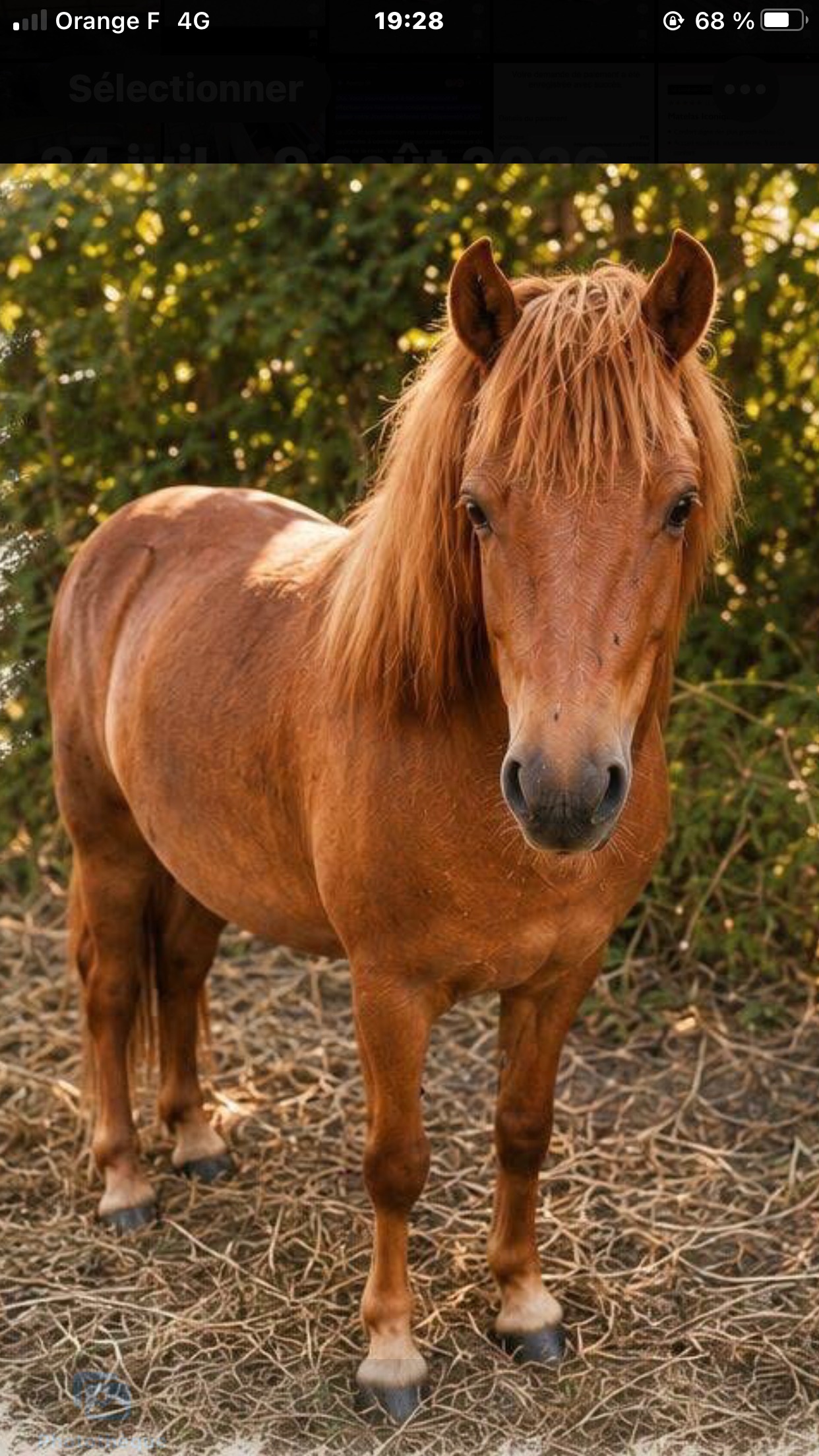 Poney OC hongre 3 et demi
