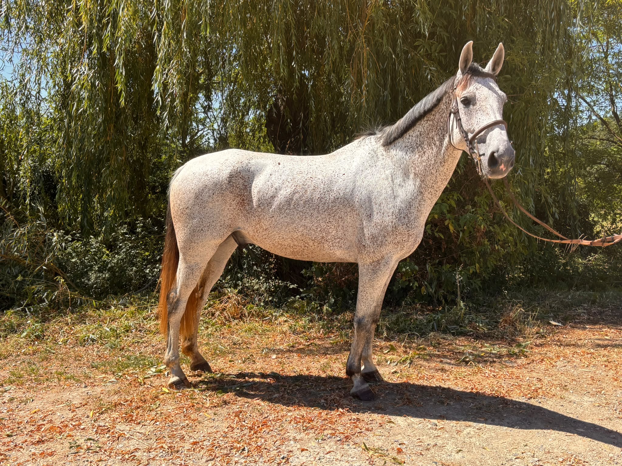 Magnifique hongre 7 ans top licence