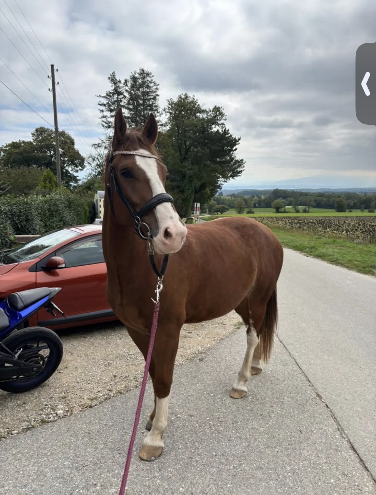 Top FM 5 ans monté et attelé 8 000 chf